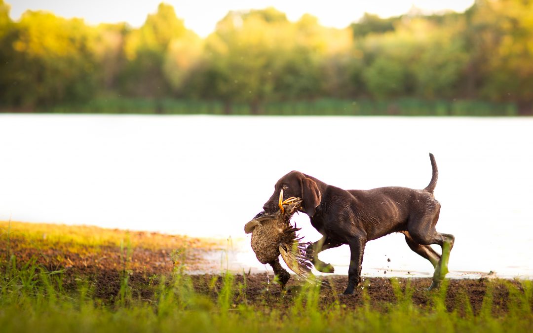 Establishing a Solid Foundation of Retrieving in Pups