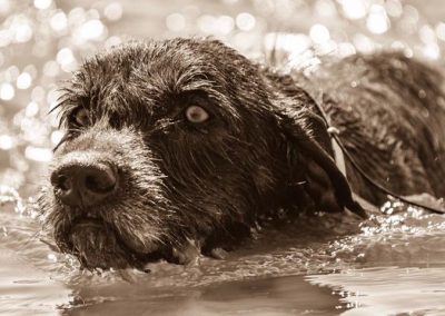 I-80's Classy and Courageous-The first pudelpointer owned by Cross Timber Gundogs. His fierce determination and desire to retrieve will always be remembered