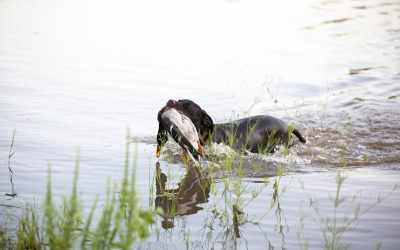 Cross Timber Gundogs’ Utility Training Guide